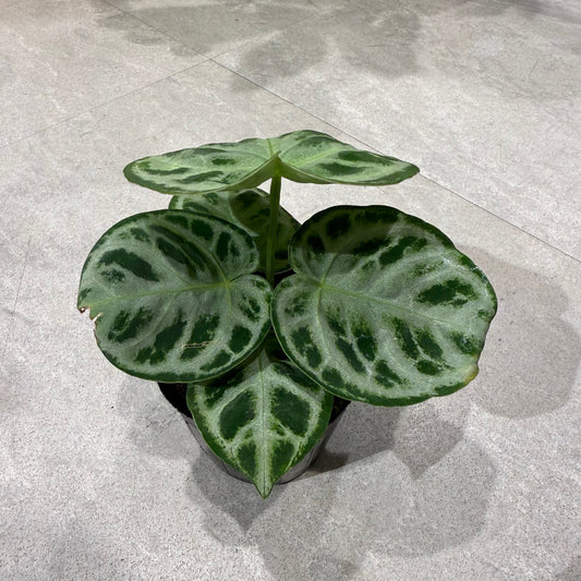 Sansevieria Bonserensis (potted) | Houseplant