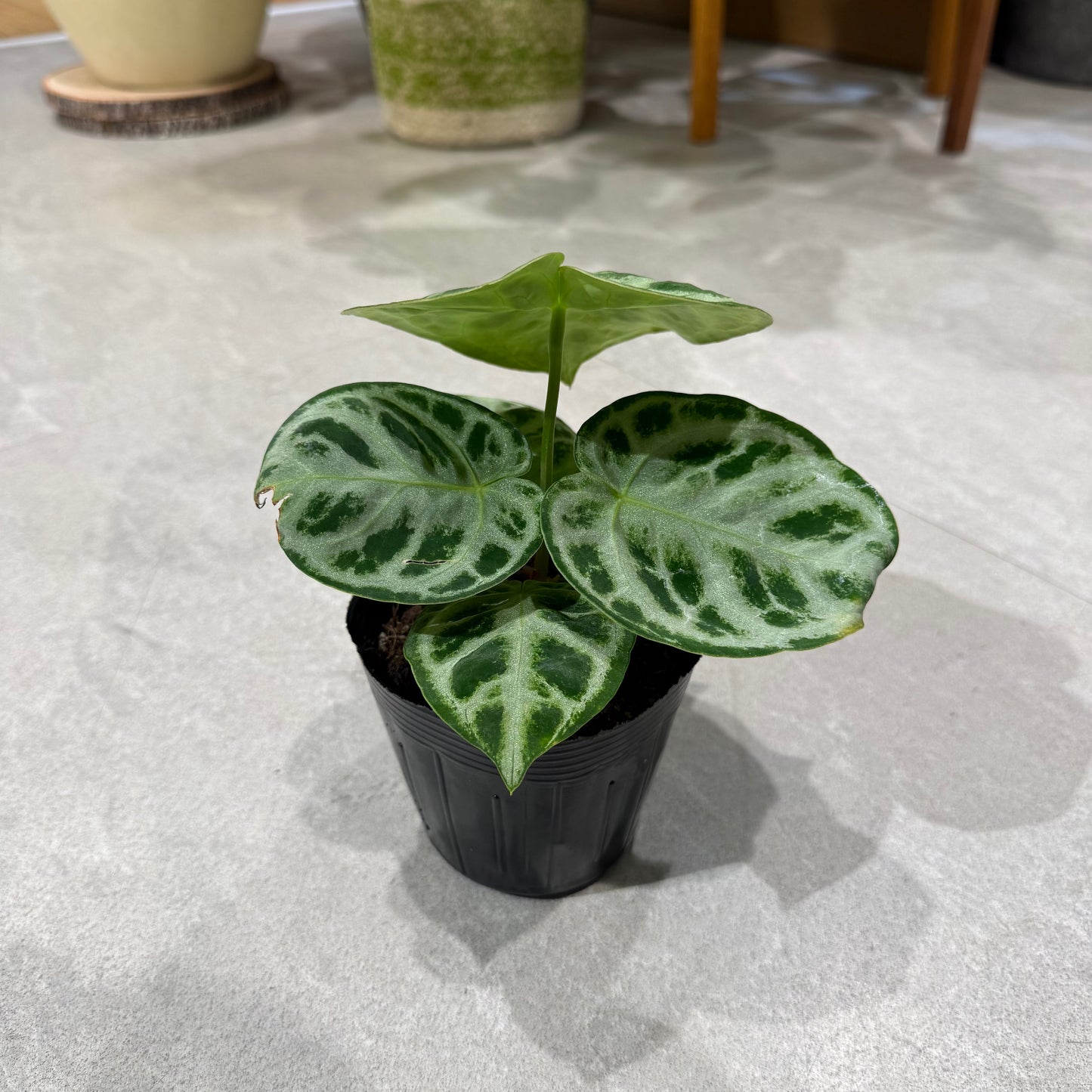 【アンスリウム どらやき】3.5号 観葉植物