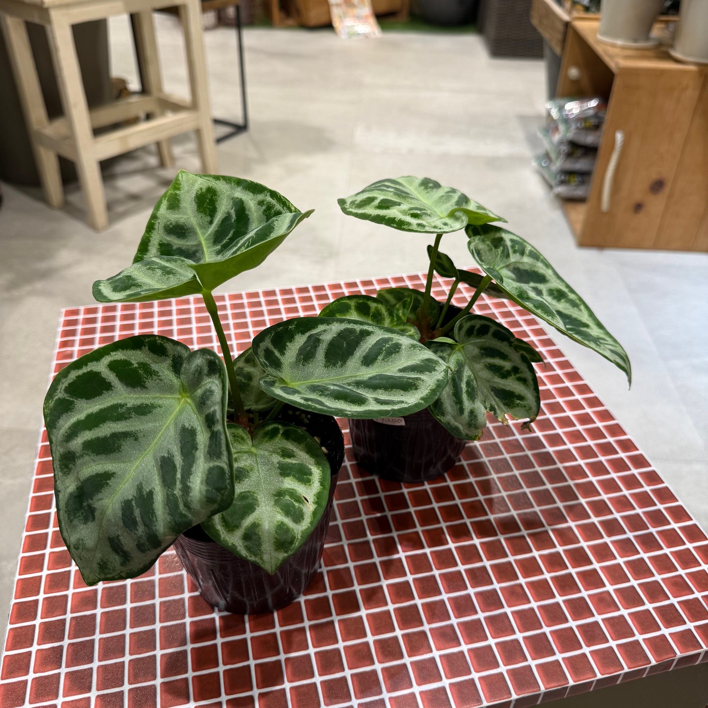 【アンスリウム どらやき】3.5号 観葉植物