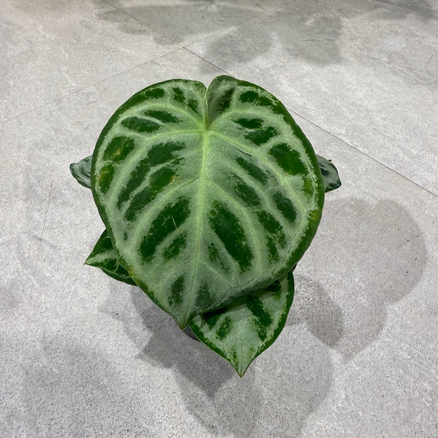 【アンスリウム どらやき】3.5号 観葉植物