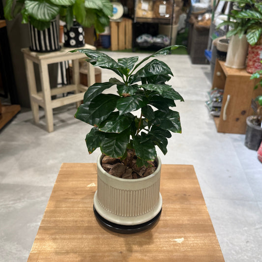 【コーヒーの木】陶器鉢付|観葉植物