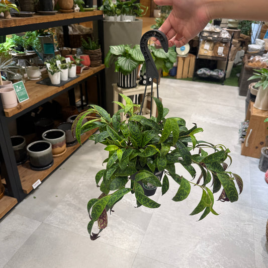 [Popular!] Ficus umbellata | Size 4 | Houseplant