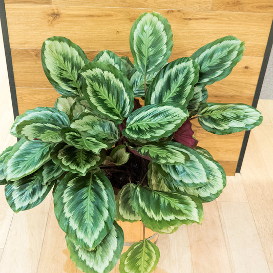 【カラテア・メダリオンV2】8号鉢|観葉植物