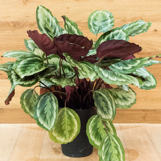 【カラテア・メダリオンV2】8号鉢|観葉植物