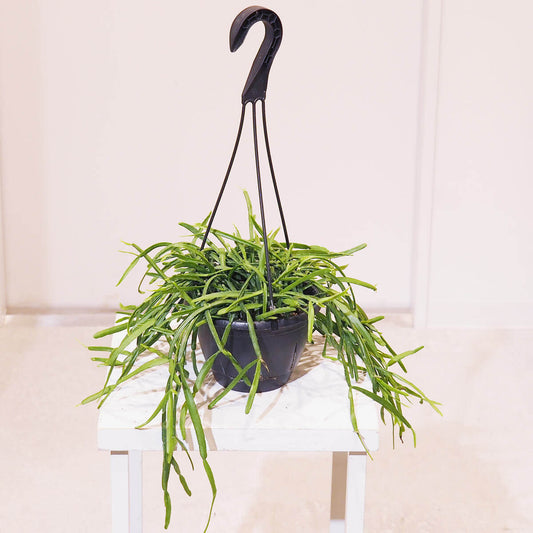 【リプサリス・ミクランサ】鉢カバーなし|観葉植物