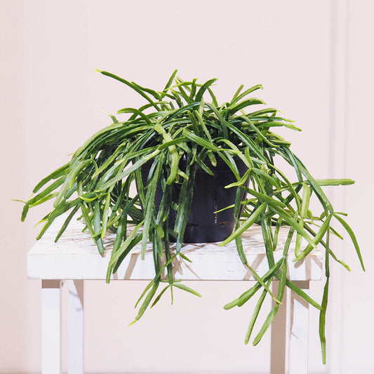 【リプサリス・ミクランサ】鉢カバーなし|観葉植物