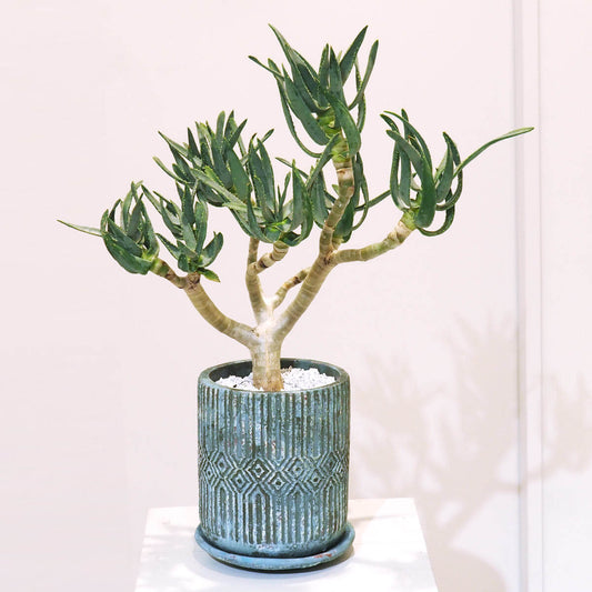 【多肉植物】アロエ・ラモシシマ(羅紋錦)|観葉植物