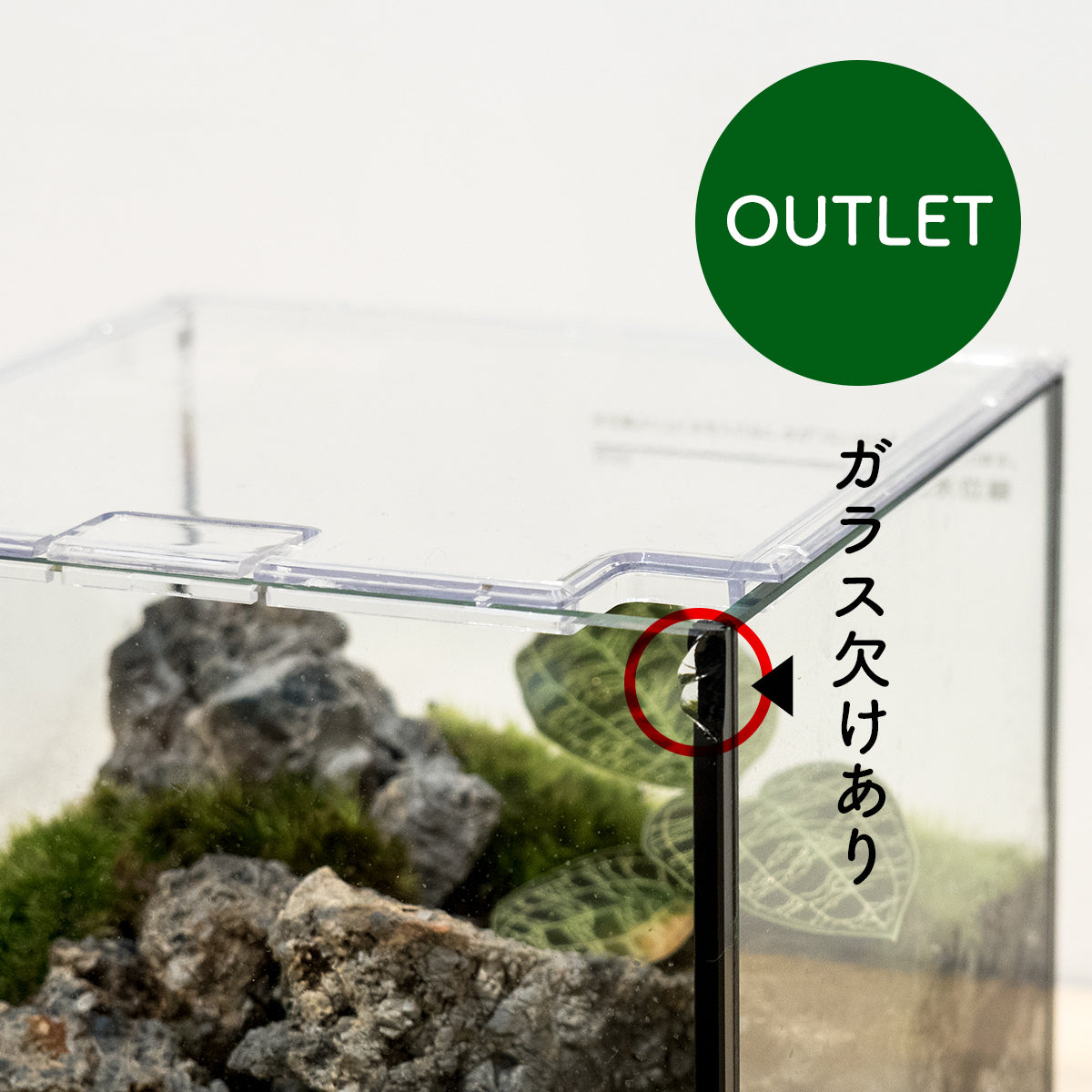 【コケリウム】ジュエルオーキッドを添えて｜観葉植物 ★OUTLET SALE★