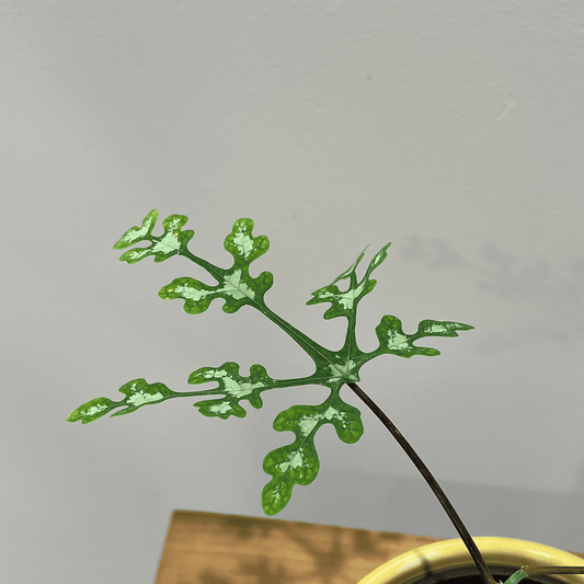 【アデニア ペリエリ】観葉植物