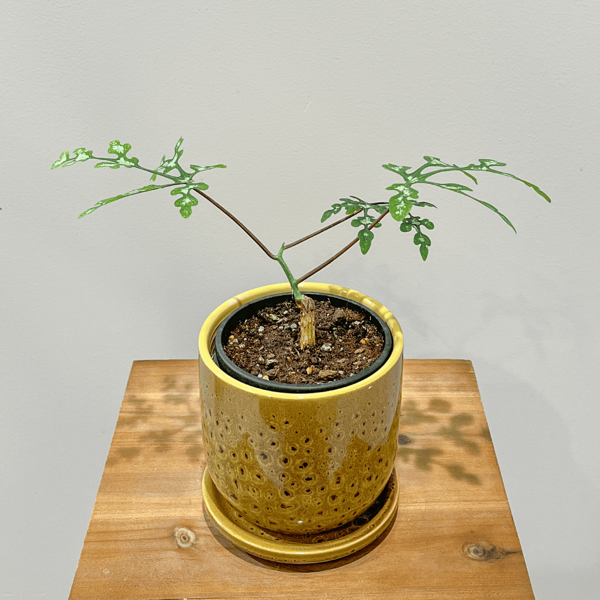 【アデニア ペリエリ】観葉植物