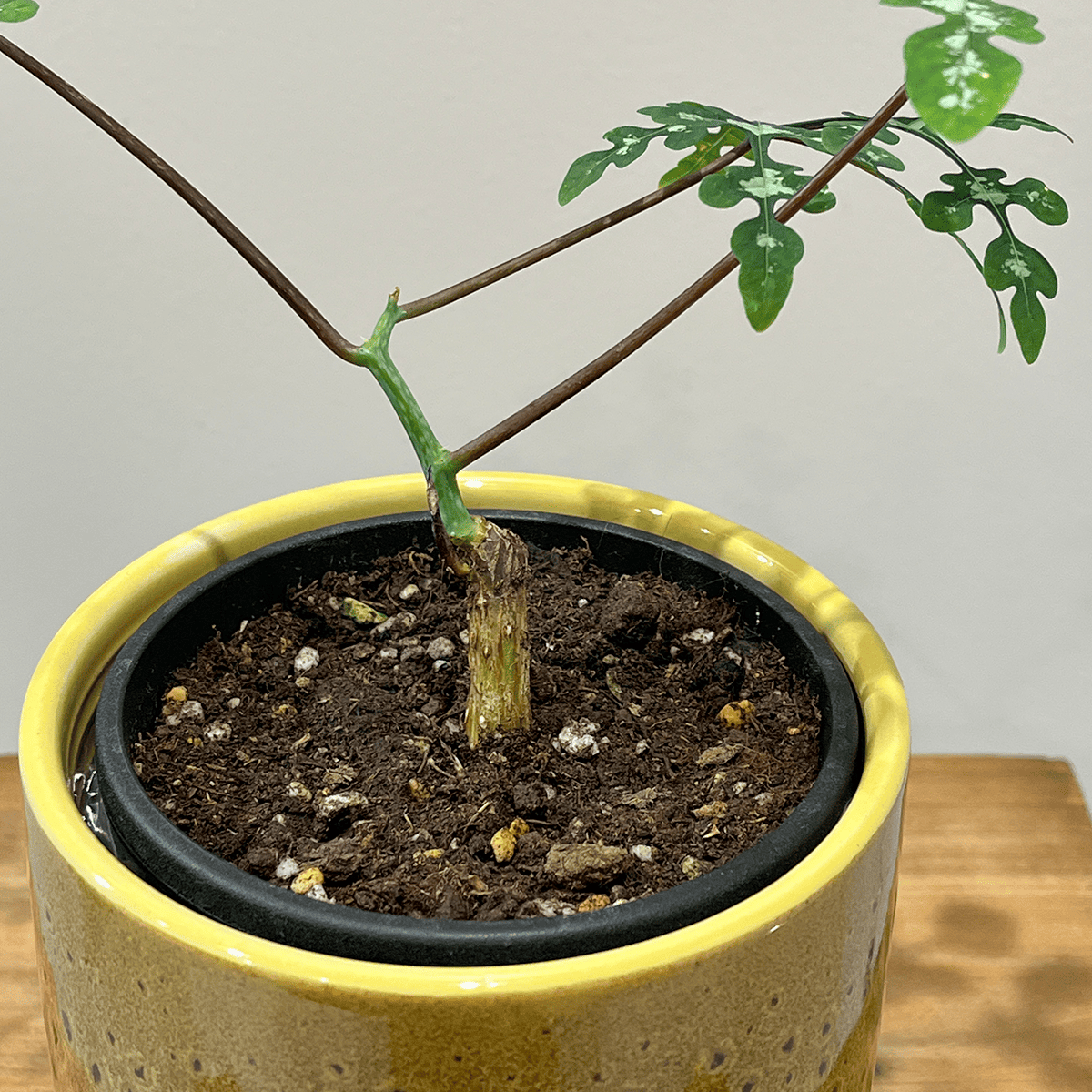 【アデニア ペリエリ】観葉植物