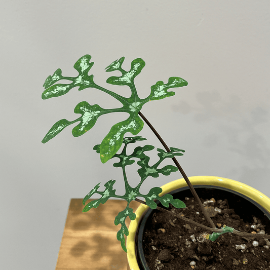 【アデニア ペリエリ】観葉植物