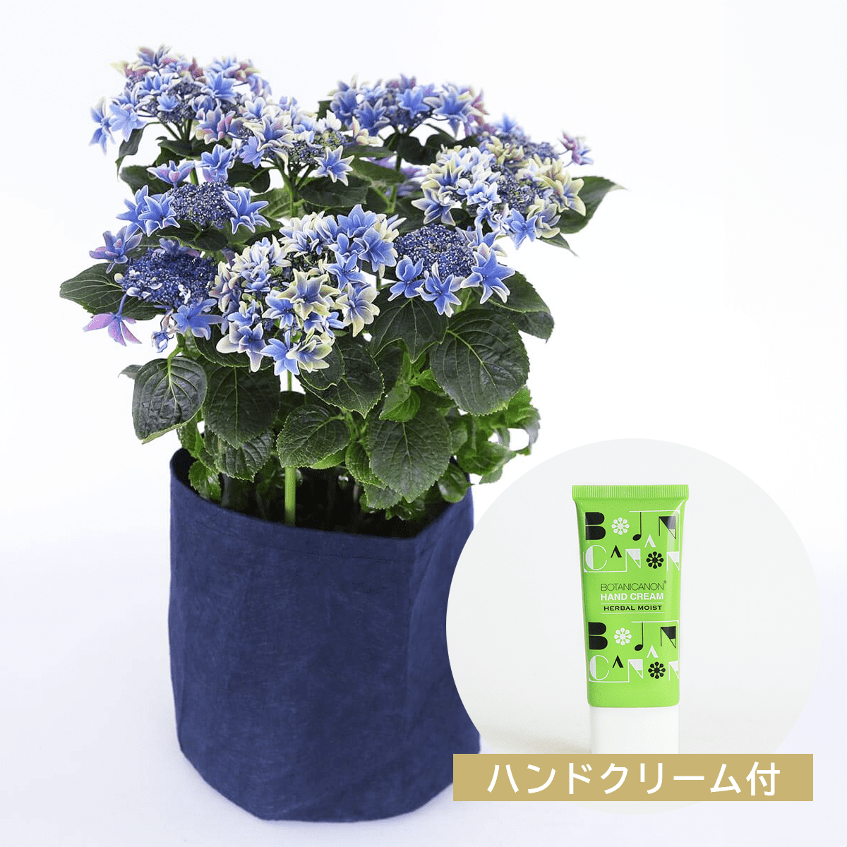 【母の日のプレゼント】紫陽花「月虹・あお」（5号）ハンドクリームセット
