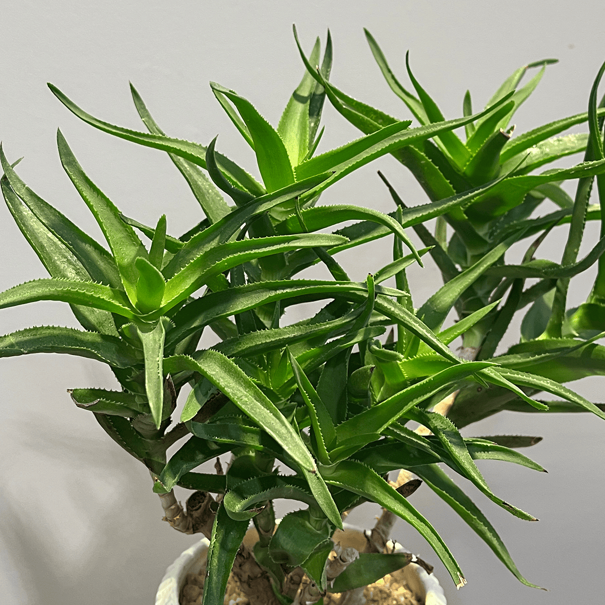 【アロエ】観葉植物（陶器鉢付）