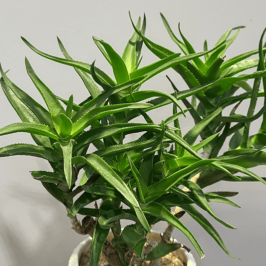 【アロエ】観葉植物（陶器鉢付）