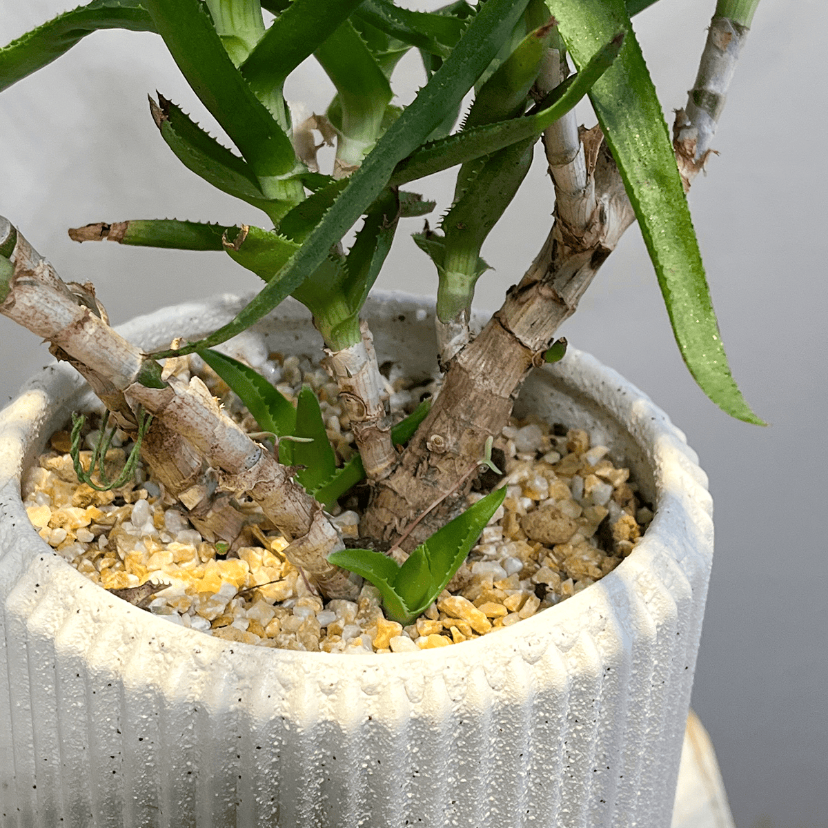 【アロエ】観葉植物（陶器鉢付）