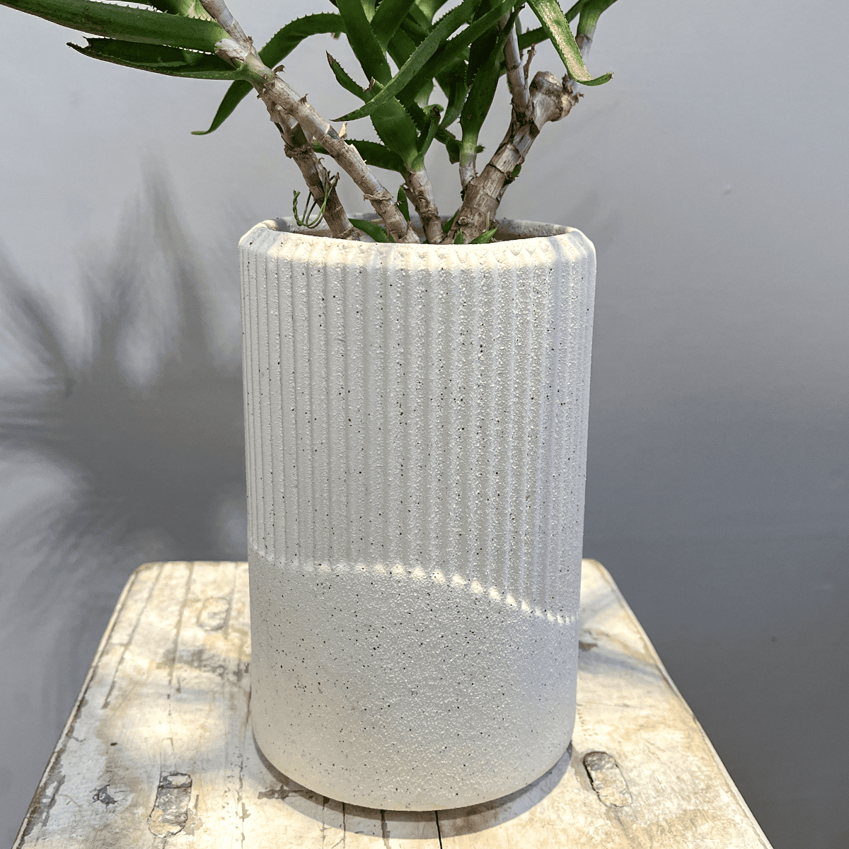 【アロエ】観葉植物（陶器鉢付）