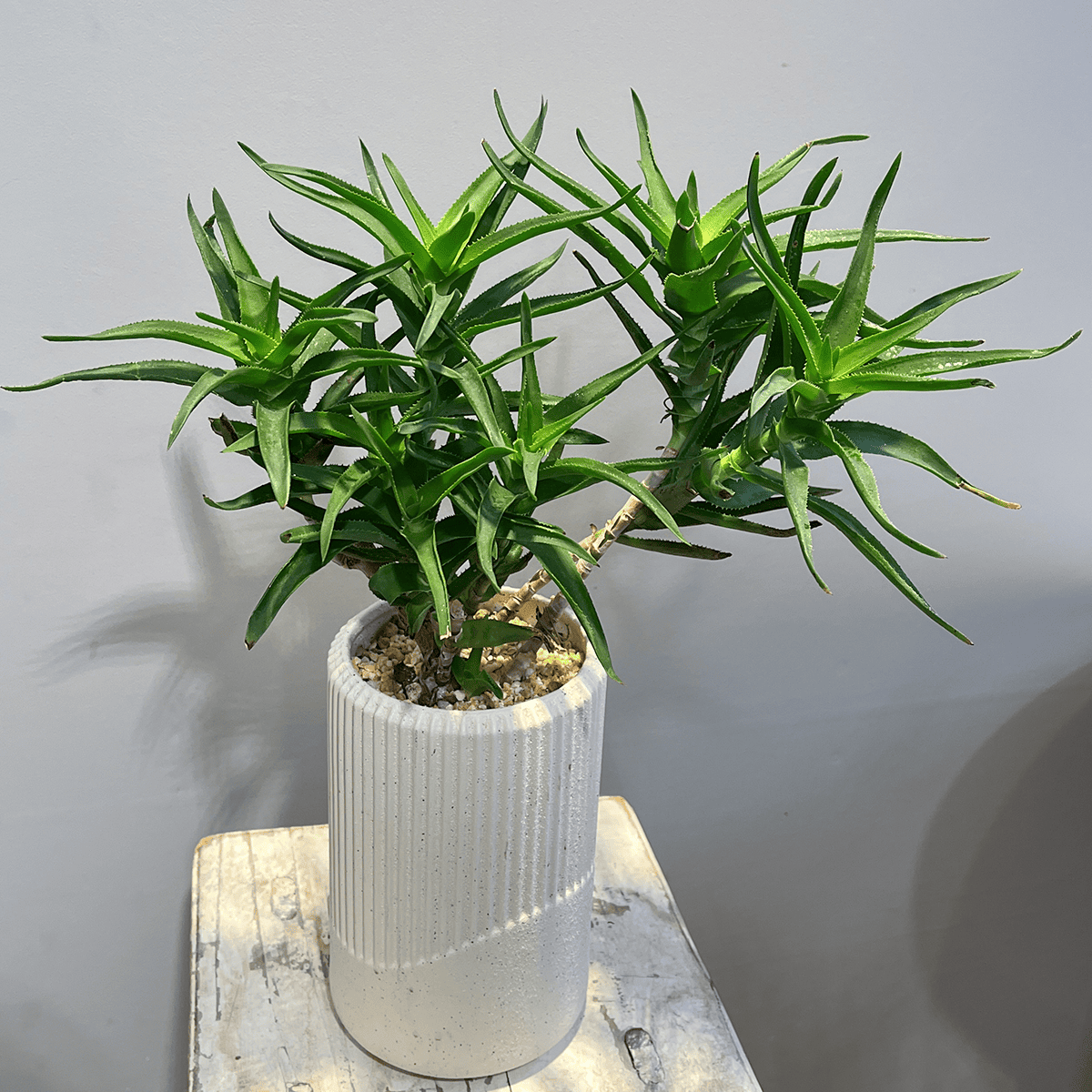 【アロエ】観葉植物（陶器鉢付）