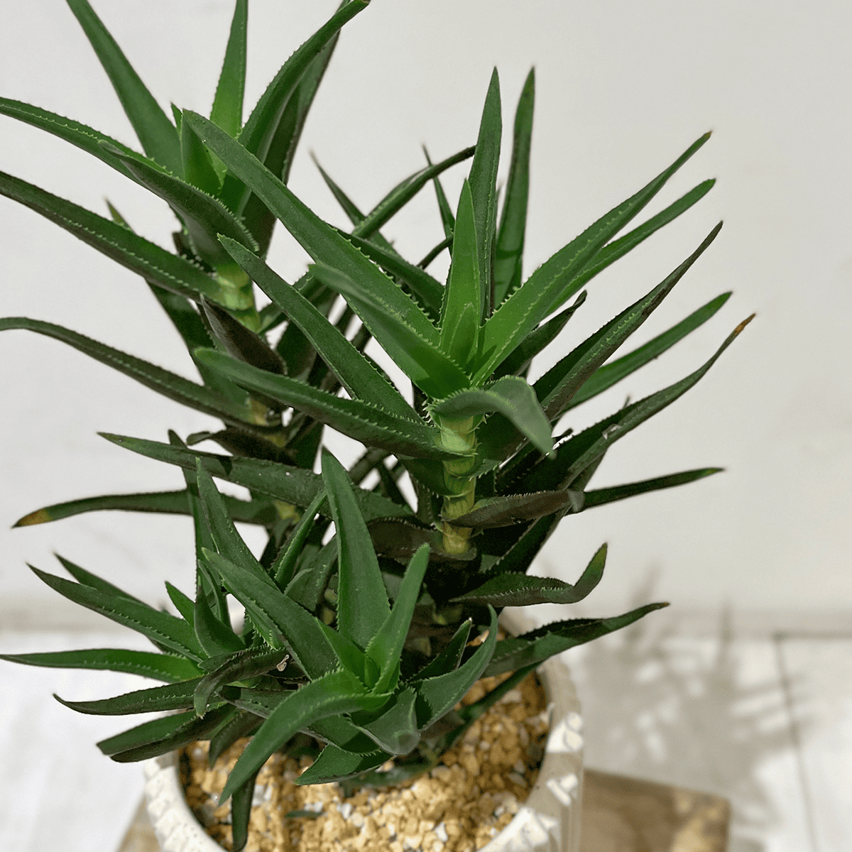 【アロエ】小型｜観葉植物（陶器鉢付）