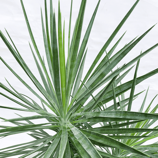 【ユッカ・アロイフォリア01】２頭タイプ｜観葉植物