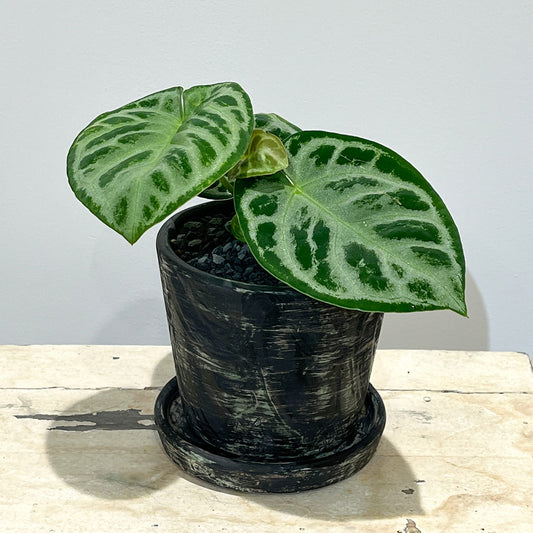 【アンスリウム ドラヤキ】観葉植物 陶器鉢付き
