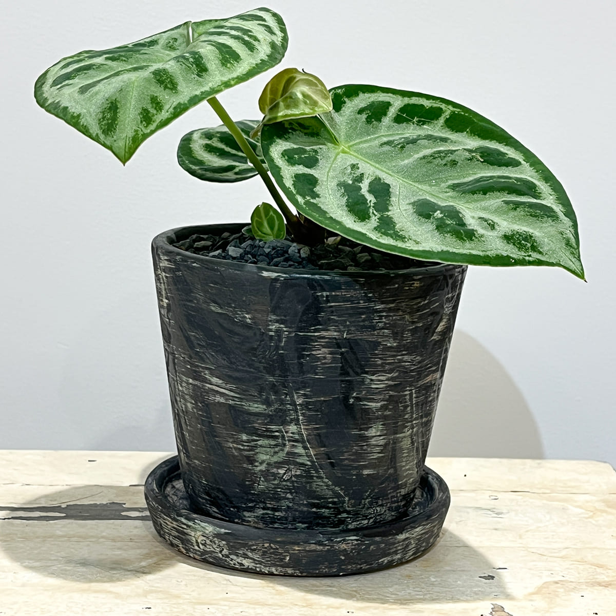 【アンスリウム ドラヤキ】観葉植物 陶器鉢付き