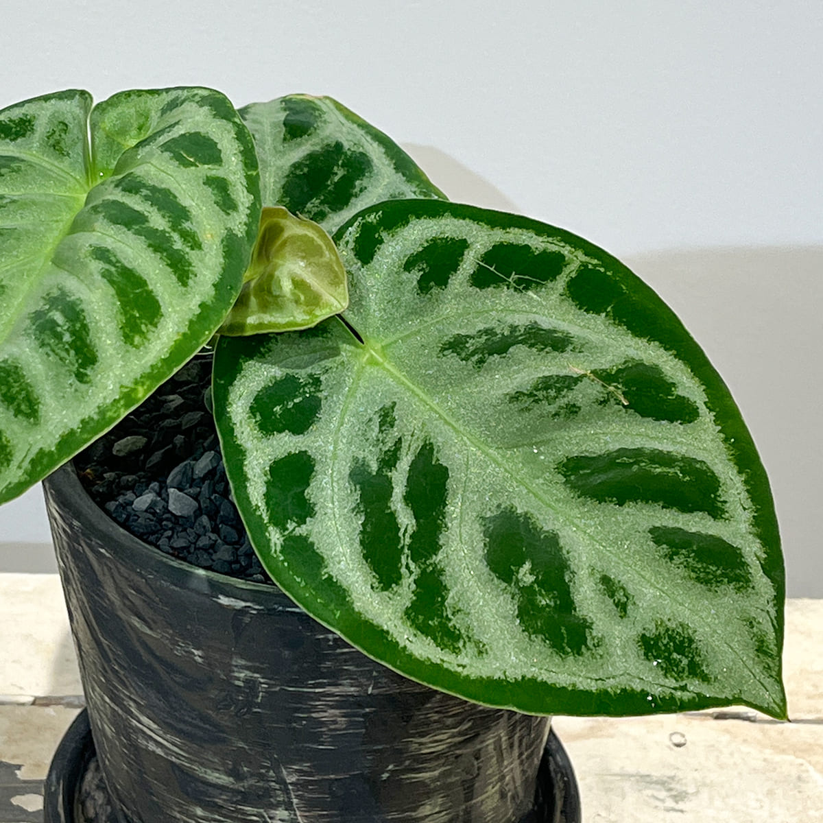 【アンスリウム ドラヤキ】観葉植物 陶器鉢付き