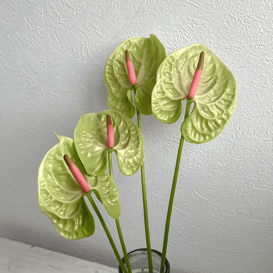 【バイヤーのオススメ】WEB限定｜アンスリウム・ピスタチオの切花