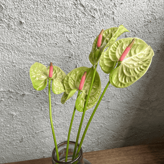 【バイヤーのオススメ】WEB限定｜アンスリウム・ピスタチオの切花