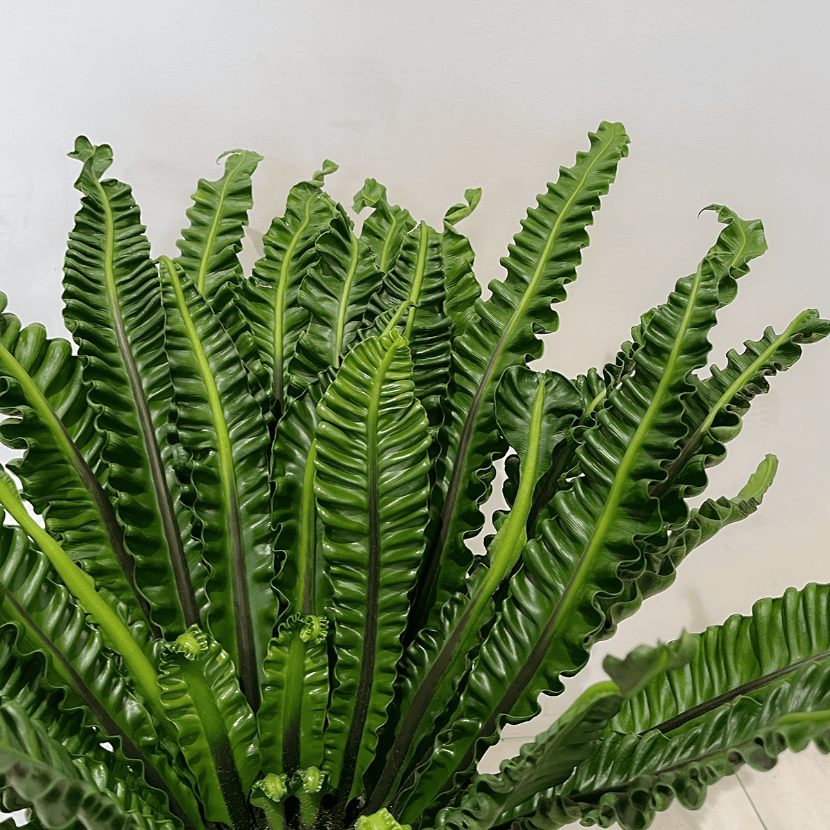 【タニワタリ①】観葉植物