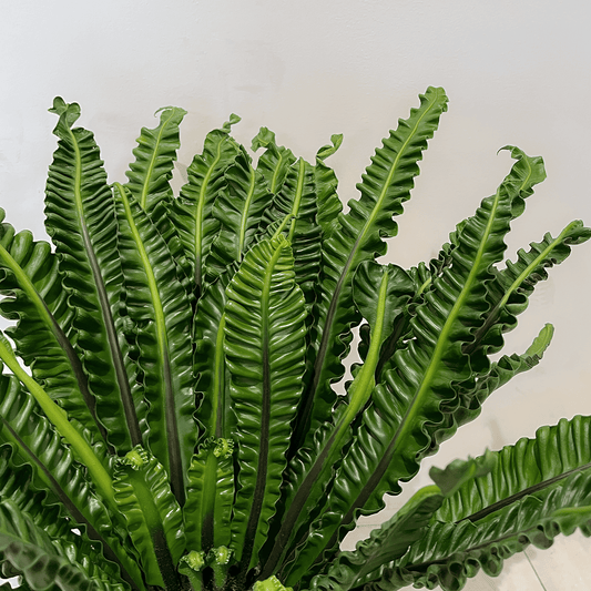 【タニワタリ①】観葉植物