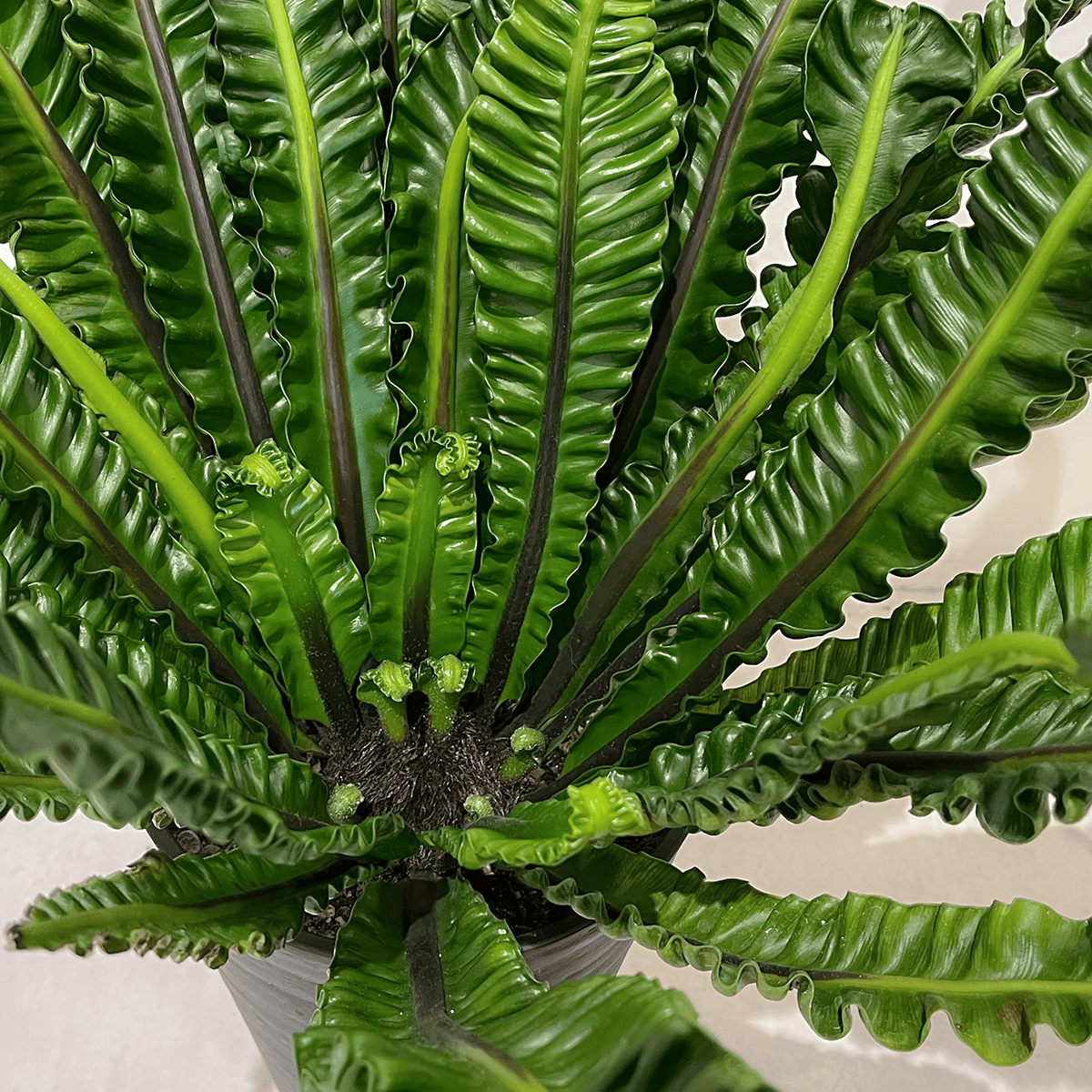 タニワタリ①】観葉植物|観葉植物の通販サイト – hanna タニワタリ①】観葉植物|観葉植物の通販サイト – hanna