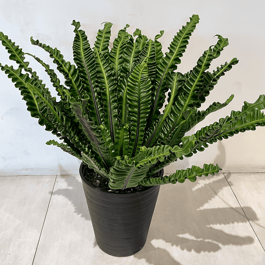 【タニワタリ①】観葉植物