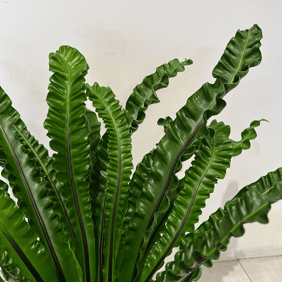 【タニワタリ②】観葉植物