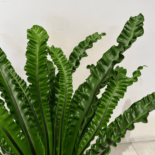 【タニワタリ②】観葉植物