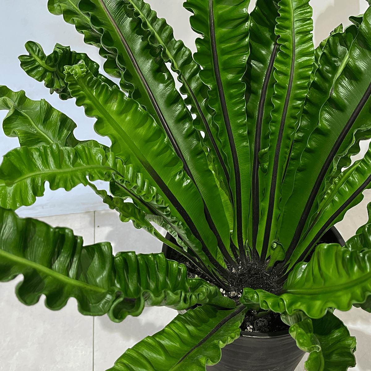 【タニワタリ②】観葉植物