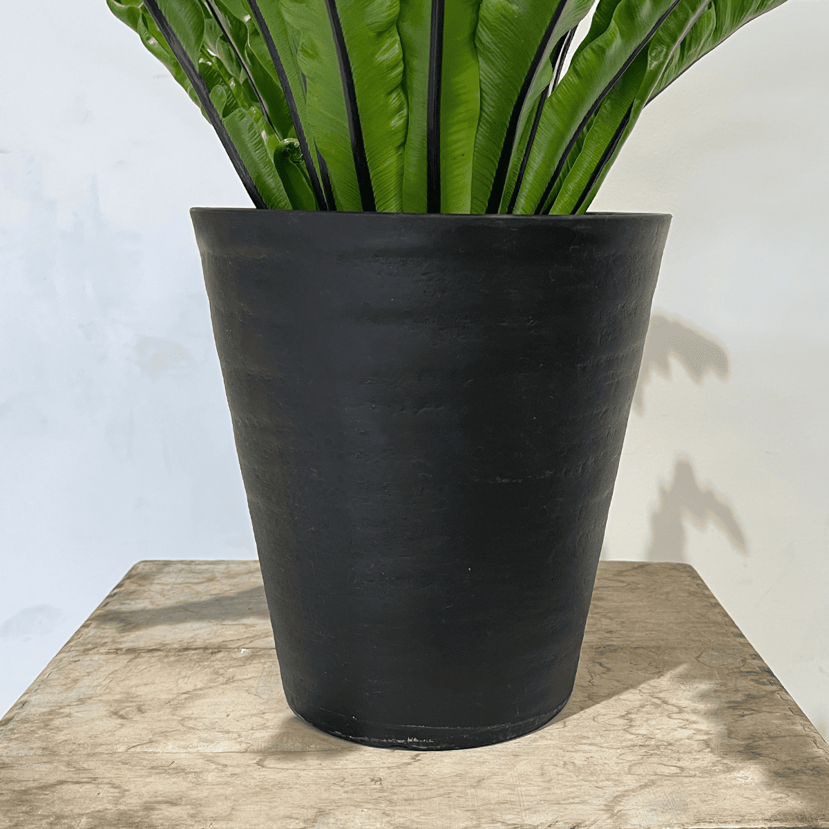 【タニワタリ②】観葉植物