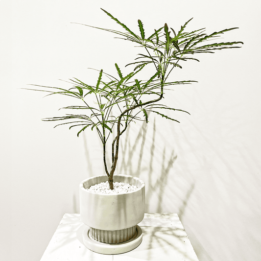 【アラレア グリーンエレガンス】白い陶器鉢付｜小型｜観葉植物