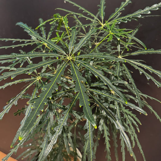 【アラレア】観葉植物（陶器鉢付き）