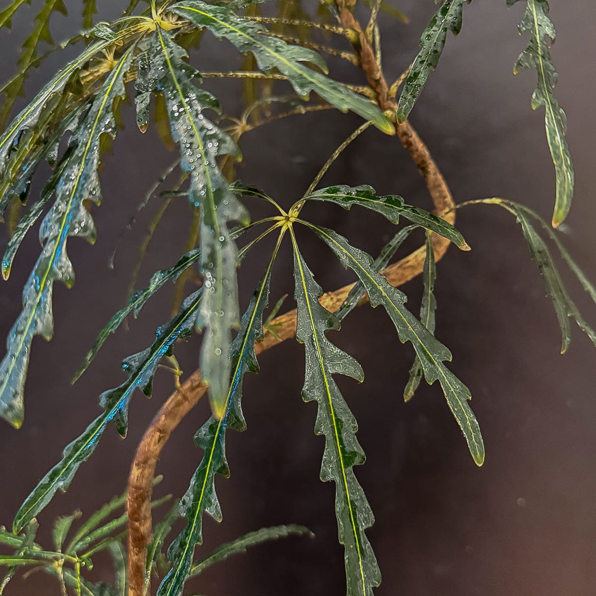 アラレア】観葉植物（陶器鉢付き）｜観葉植物の通販サイト – hanna