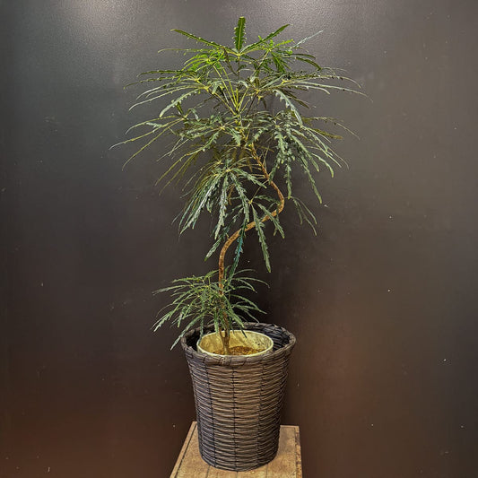 【アラレア】観葉植物(陶器鉢付き)