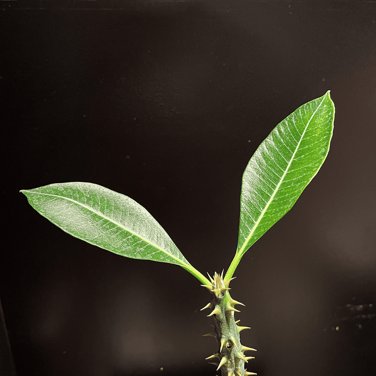 【パキポディウム・バロニー】観葉植物（陶器製鉢付き）