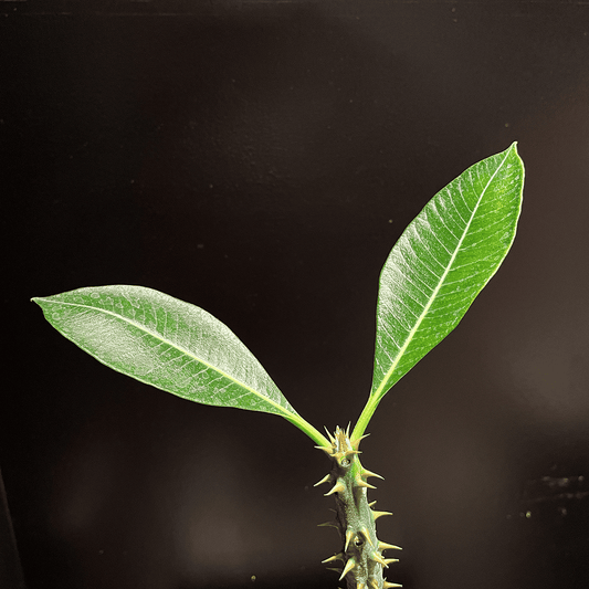 【パキポディウム・バロニー】観葉植物（陶器製鉢付き）