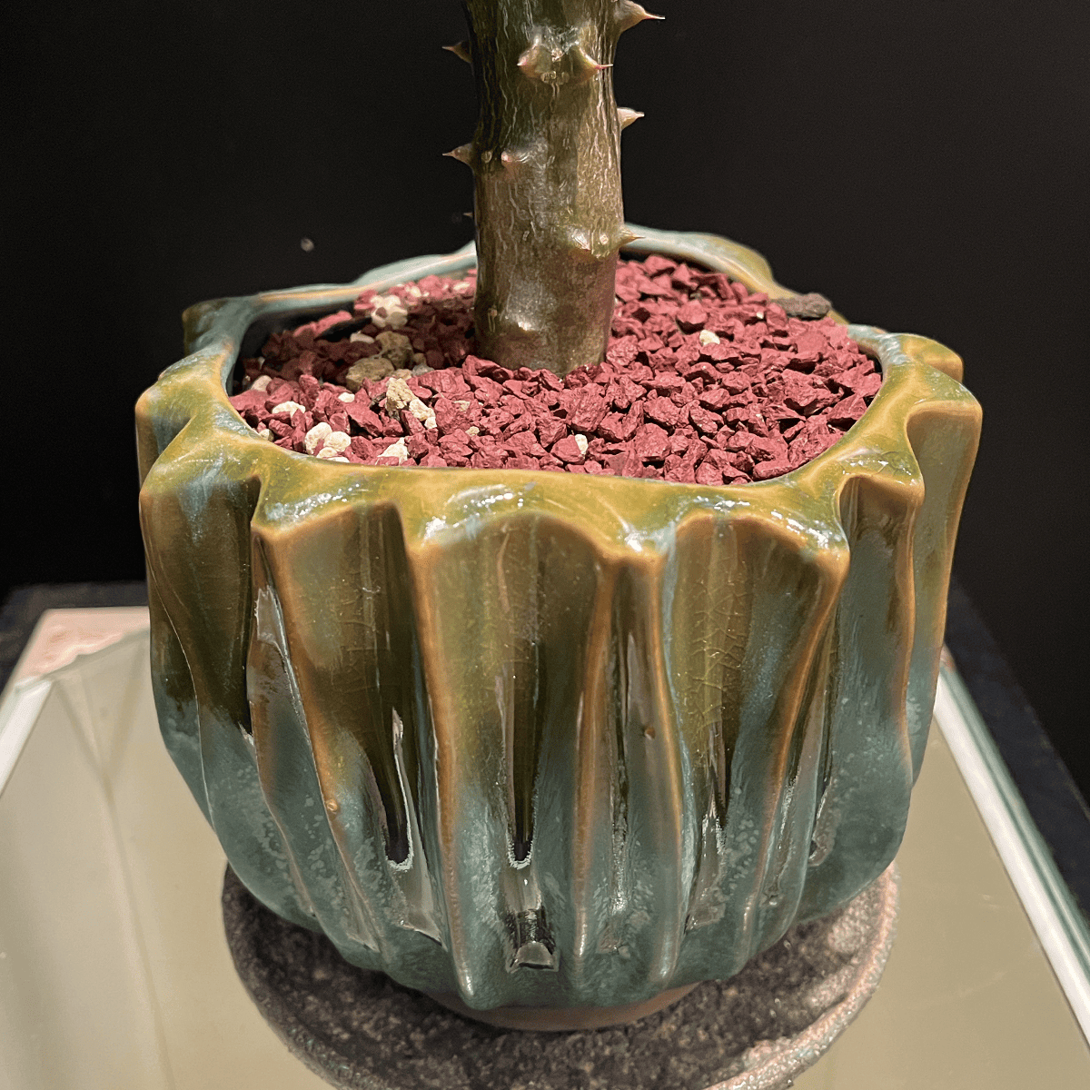 【パキポディウム・バロニー】観葉植物（陶器製鉢付き）