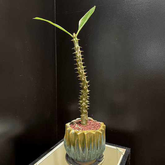 【パキポディウム・バロニー】観葉植物(陶器製鉢付き)