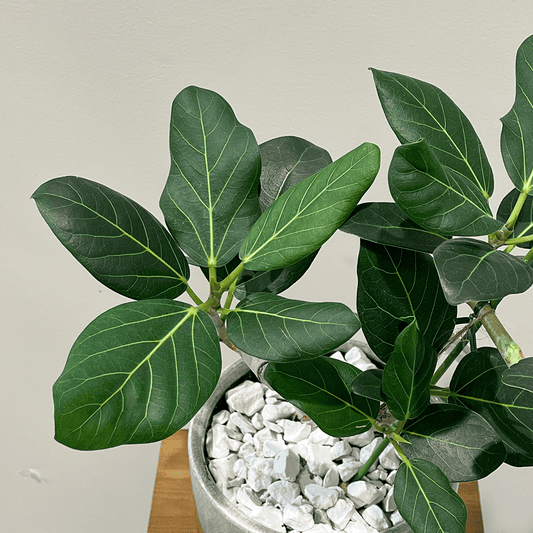 【フィカス ベンガレンシス 曲げ仕立て】観葉植物 (陶器鉢付き)