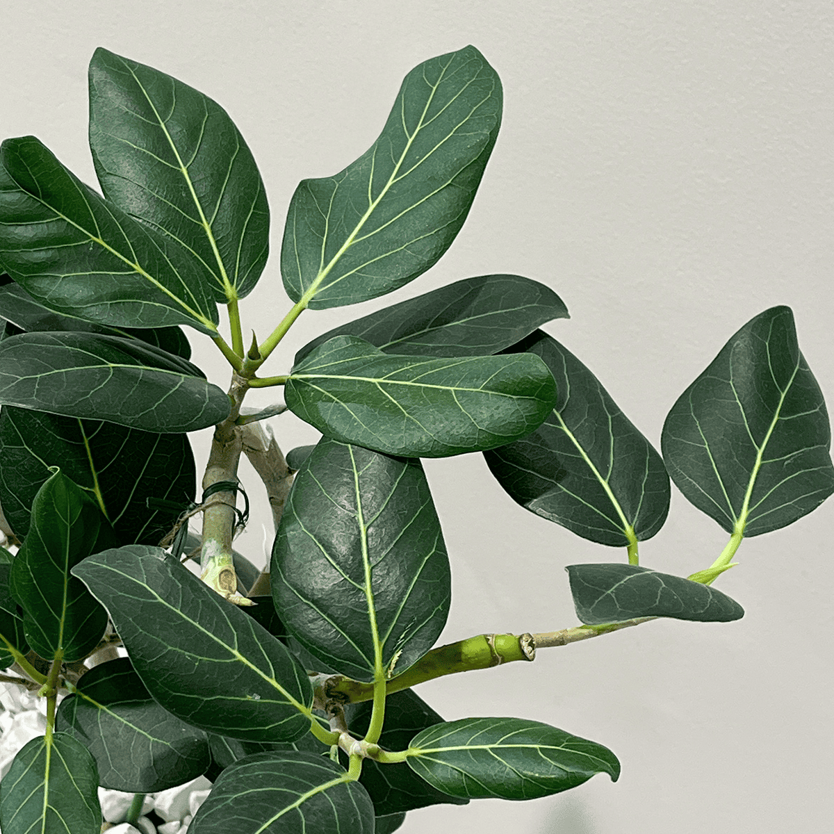 【フィカス ベンガレンシス 曲げ仕立て】観葉植物 (陶器鉢付き)