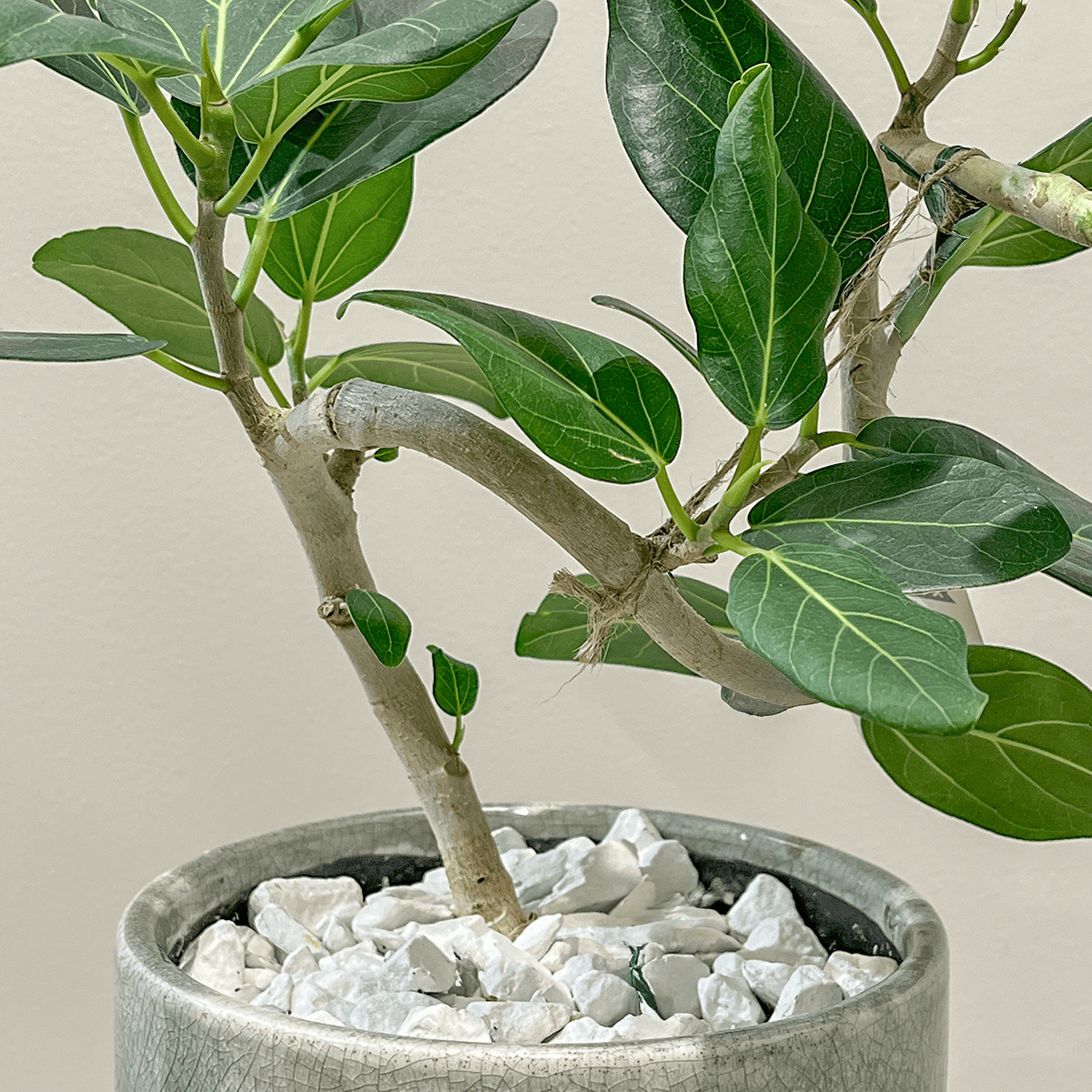 フィカス ベンガレンシス 曲げ仕立て】観葉植物 (陶器鉢付き)｜観葉