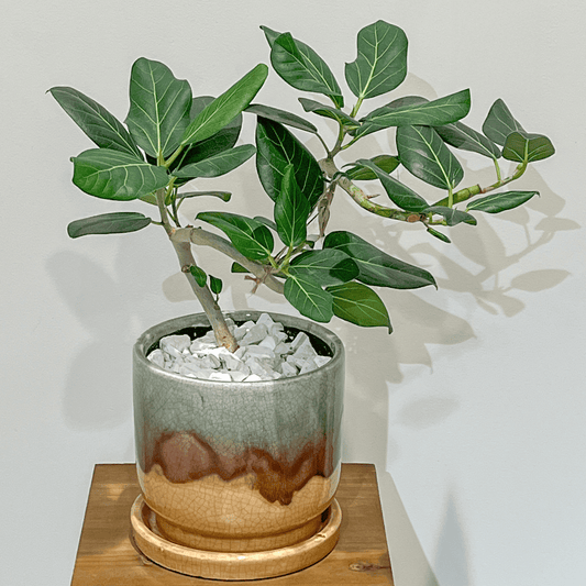 【フィカス ベンガレンシス 曲げ仕立て】観葉植物 (陶器鉢付き)