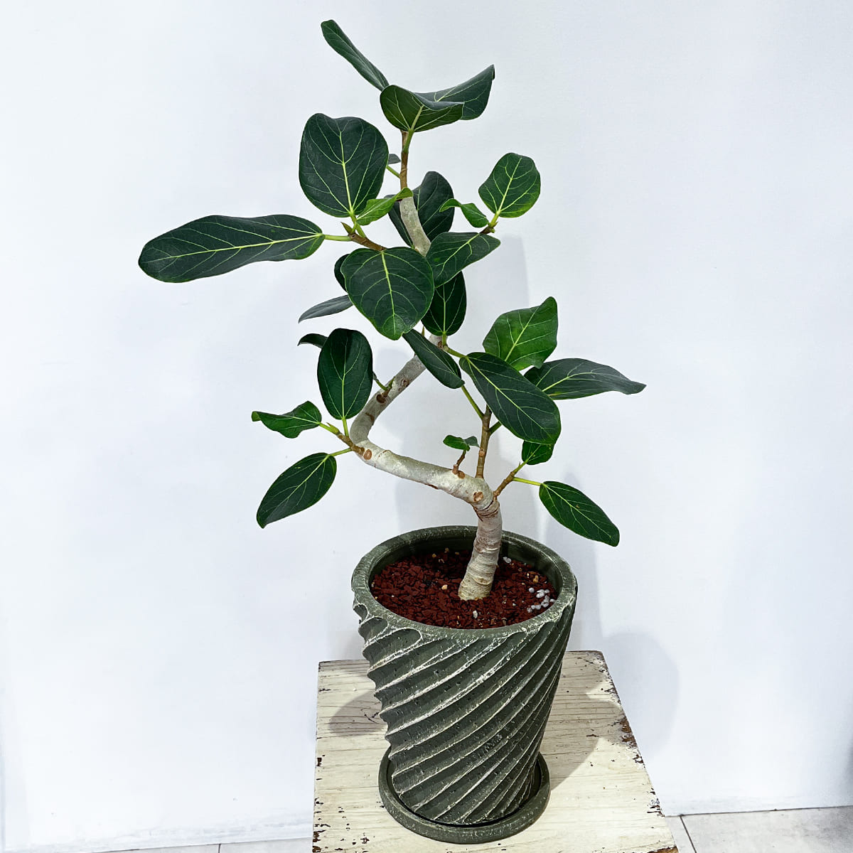 曲線を描く幹が特徴のベンガレンシスの鉢植え